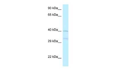 Western Blot: AZI2 Antibody [NBP2-82717]