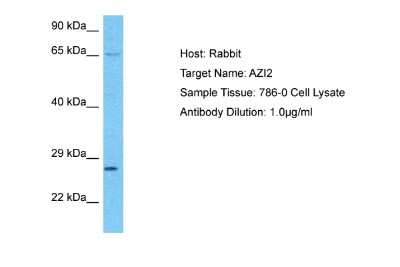 Western Blot: AZI2 Antibody [NBP2-82726]