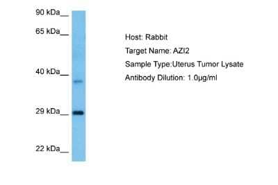 Western Blot: AZI2 Antibody [NBP2-82727]