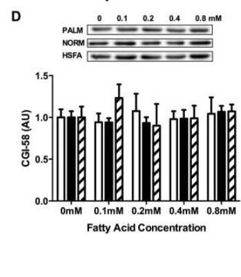 Western Blot: Abhd5 AntibodyBSA Free [NB110-41576]