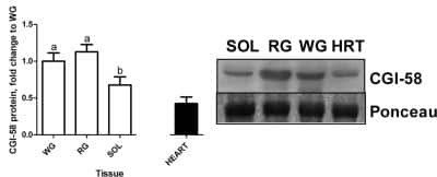 Western Blot: Abhd5 AntibodyBSA Free [NB110-41576]