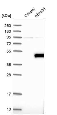 Western Blot: Abhd5 Antibody [NBP1-84506]