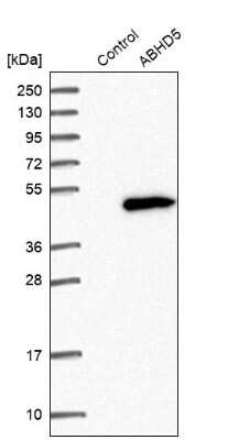 Western Blot: Abhd5 Antibody [NBP1-84507]