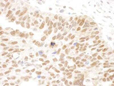 Immunohistochemistry: Abraxas Antibody [NBP1-22978]