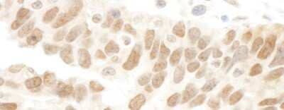 Immunohistochemistry: Abraxas Antibody [NBP1-22978]