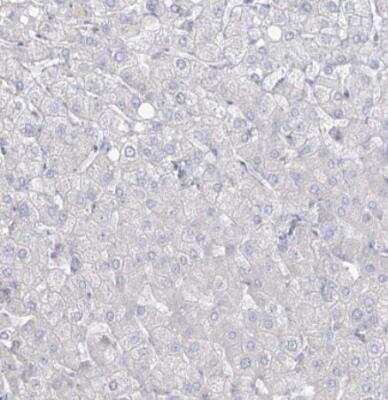 Immunohistochemistry-Paraffin: Abraxas Antibody [NBP2-38356]