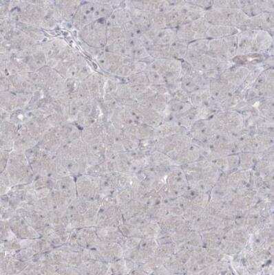 Immunohistochemistry-Paraffin: Abraxas Antibody [NBP2-38356]