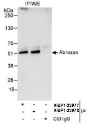 Immunoprecipitation: Abraxas Antibody [NBP1-22978]