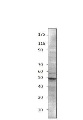 Western Blot: Abraxas Antibody [NBP3-12377]