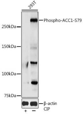 Western Blot: Acetyl-CoA Carboxylase alpha/ACACA [p Ser79] AntibodyAzide and BSA Free [NBP3-05407]