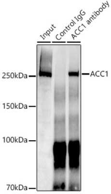 Immunoprecipitation: Acetyl-CoA Carboxylase alpha/ACACA Antibody (5J4W7) [NBP3-15744]