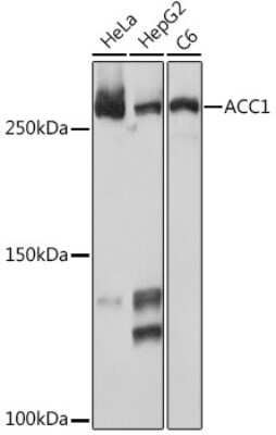 Western Blot: Acetyl-CoA Carboxylase alpha/ACACA Antibody (5J4W7) [NBP3-15744]