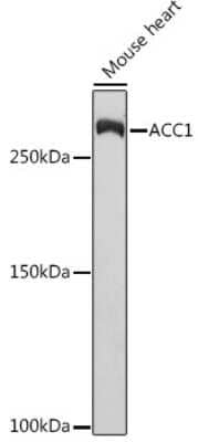 Western Blot: Acetyl-CoA Carboxylase alpha/ACACA Antibody (5J4W7) [NBP3-15744]