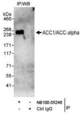 Immunoprecipitation: Acetyl-CoA Carboxylase alpha/ACACA Antibody [NB100-55246]