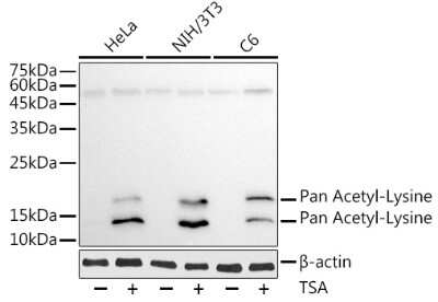 Western Blot: Acetyl-Lysine Antibody (3P8N3)BSA Free [NBP3-15483]