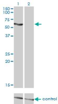 Western Blot: Acetyl-coenzyme A transporter 1 Antibody (3A4) [H00009197-M07]