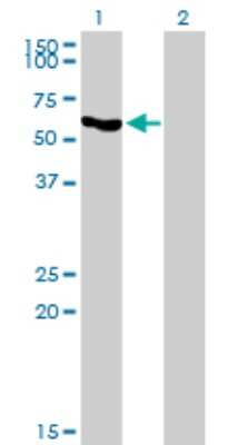 Western Blot: Acetyl-coenzyme A transporter 1 Antibody (3A4) [H00009197-M07]