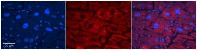 Immunohistochemistry: Acetyl-coenzyme A transporter 1 Antibody [NBP1-59882]
