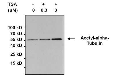 Immunoprecipitation: Acetyl-Lysine Antibody (1C6) [NB100-74339]