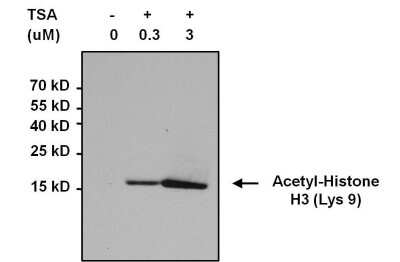 Immunoprecipitation: Acetyl-Lysine Antibody (1C6) [NB100-74339]