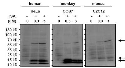 Western Blot: Acetyl-Lysine Antibody (1C6) [NB100-74339]