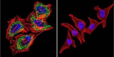 Immunocytochemistry/ Immunofluorescence: Acetylcholinesterase/ACHE Antibody (HR2) - BSA Free [NB300-528]