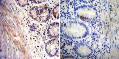Immunohistochemistry-Paraffin: Acetylcholinesterase/ACHE Antibody (HR2) - BSA Free [NB300-528]