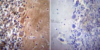 Immunohistochemistry-Paraffin: Acetylcholinesterase/ACHE Antibody (HR2) - BSA Free [NB300-528]