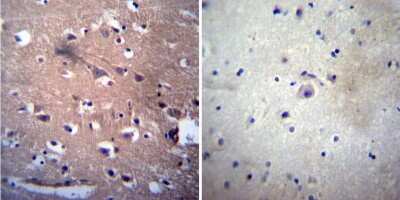 Immunohistochemistry-Paraffin: Acetylcholinesterase/ACHE Antibody (HR2) - BSA Free [NB300-528]