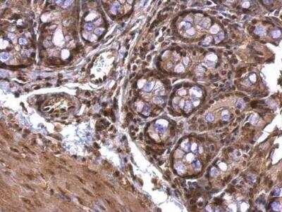 Immunohistochemistry-Paraffin: Acetylcholinesterase/ACHE Antibody [NBP1-31329]