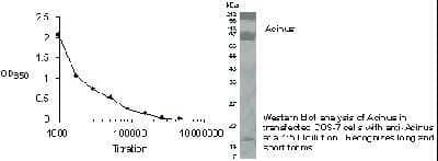 Western Blot: Acinus Antibody [NB500-216]