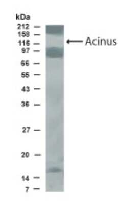 Western Blot: Acinus AntibodyBSA Free [NB500-217]