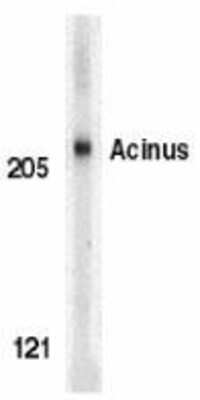 Western Blot: Acinus AntibodyBSA Free [NBP1-76855]