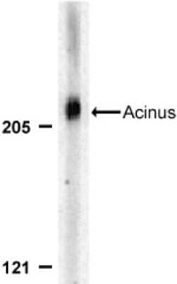 Western Blot: Acinus AntibodyBSA Free [NBP1-76856]