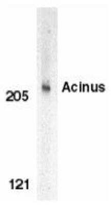 Western Blot: Acinus AntibodyBSA Free [NBP1-76869]