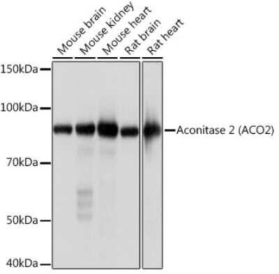 Western Blot: Aconitase 2 Antibody (0P3H3) [NBP3-16426]