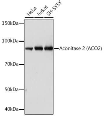 Western Blot: Aconitase 2 Antibody (0P3H3) [NBP3-16426]