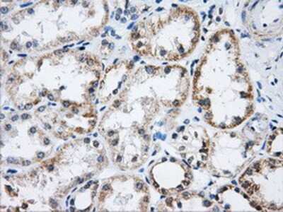 Immunohistochemistry-Paraffin: Aconitase 2 Antibody (OTI3G8) [NBP2-02241]
