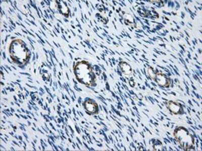 Immunohistochemistry-Paraffin: Aconitase 2 Antibody (OTI3G8) [NBP2-02241]