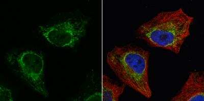 Immunocytochemistry/ Immunofluorescence: Aconitase 2 Antibody [NBP1-32781]