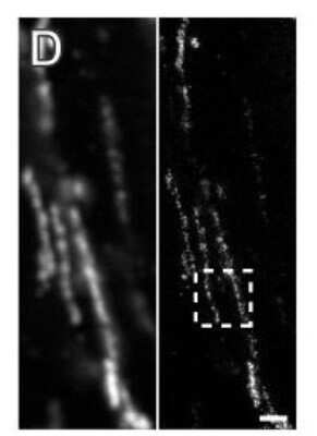 Immunohistochemistry: Aconitase 2 Antibody [NBP1-90264]