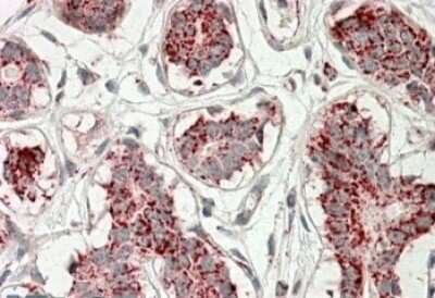 Immunohistochemistry-Paraffin: Aconitase 2 Antibody [NBP1-52015]