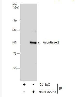 Immunoprecipitation: Aconitase 2 Antibody [NBP1-32781]