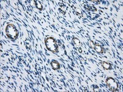 Immunohistochemistry: Aconitase 2 Antibody (OTI3G8) - Azide and BSA Free [NBP2-70074]