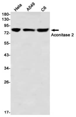 Western Blot: Aconitase 2 Antibody (S07-7A1) [NBP3-19829]