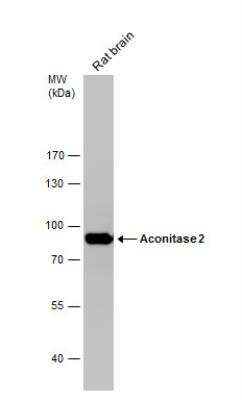 Western Blot: Aconitase 2 Antibody [NBP1-32781]