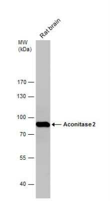 Western Blot: Aconitase 2 Antibody [NBP2-15245]