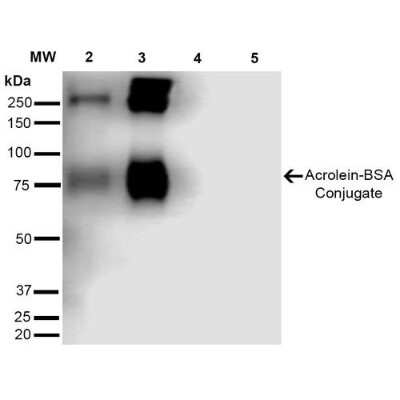 Western Blot: Acrolein Antibody (10A10) [NBP2-59359]