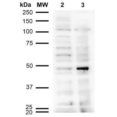 Western Blot: Acrolein Antibody (10A10) [NBP2-59359]