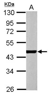 Western Blot: Actin Alpha 1 Cardiac Muscle Antibody [NBP1-33759]